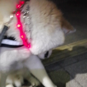 「躾はの自由のびのびを縛る？」そう迷ったことも。しかし人との共生-群れの中ではルールを守の画像