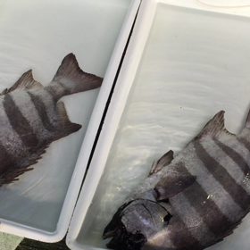 石鯛が！？の画像