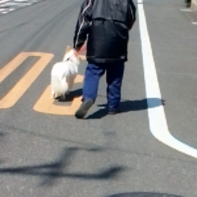 さくら  いきなりのお散歩デビュー！の画像