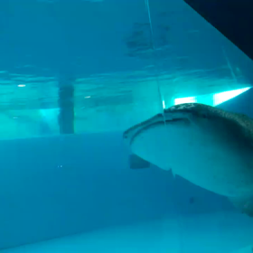 八景島シーパラダイス☆ジンベイザメ動画☆の画像