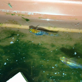 めだかの動画。の画像