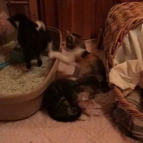 ニャンダーランドの画像