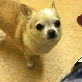 前足のパタパタが可愛い。の画像