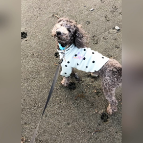 ①サザンビーチちがさき散歩の画像