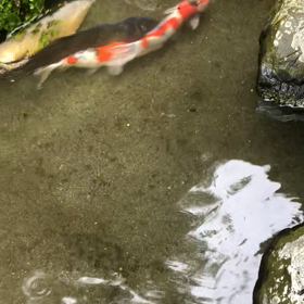 少し早い運動会の画像