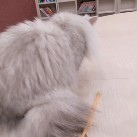 ペルシャの 画像