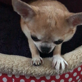 オリーブ最高^_^の画像