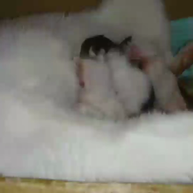 支援物資について【多頭飼育レスキュー用】の画像