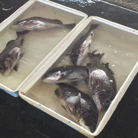 シルバーウィーク前最後の夕市の画像