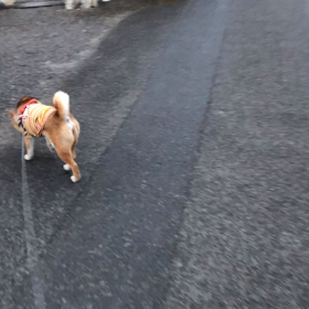 毎日のお散歩　えひめのしばいぬ2の画像