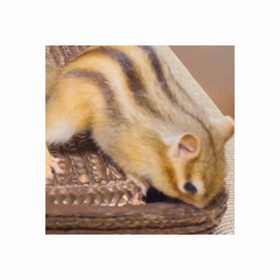 しゅぽ〜ん♪ 吸い込まれてく〜の画像