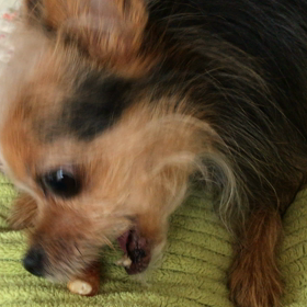 Cocoの歯磨き！？の画像