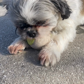 姉ちゃんの恋人　第8話、最終回の画像