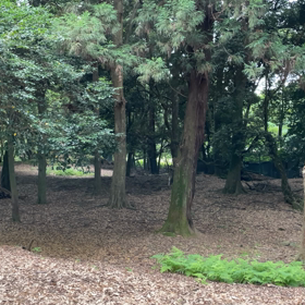 ニイニイゼミの画像