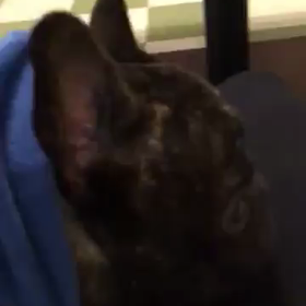 言葉を覚えた！の画像