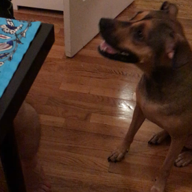 [こめつぶ] ぴゅーの新手のお手。の画像