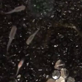 　　世代交代の画像