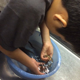 どじょうすくいの画像