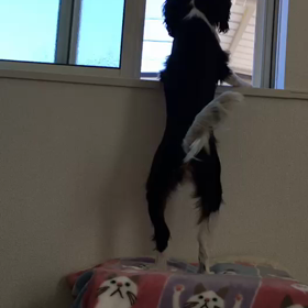 ■今日の、わんこ■の画像