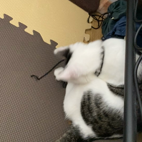 気になる遊び？の画像