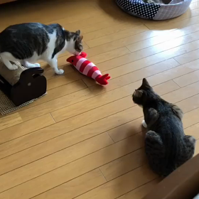 3年余り費やしてやっと買った猫おもちゃ。の画像