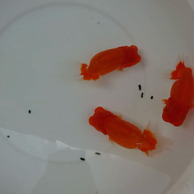 ようやく夏かの画像