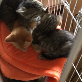 子猫たちの動画を貼りましたの画像