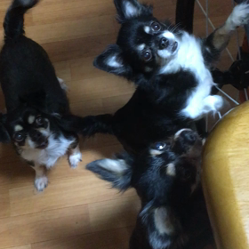 チワワの姫ちゃんの画像