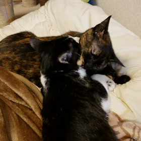 甘えん坊の画像