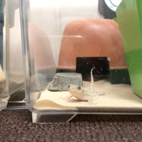 ニホンヤモリ飼育日記 71 エサ？エサなの？の画像