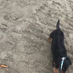 ♪お散歩動画♪お台場海浜公園♪の画像