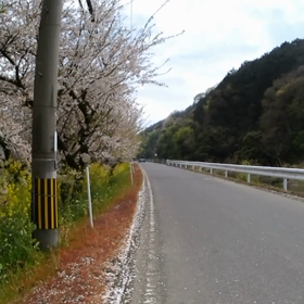 桜見物！！の画像