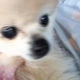 母ちゃん車から降りたあと…の画像