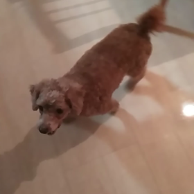 ルーシー　キュンキュン♡の画像