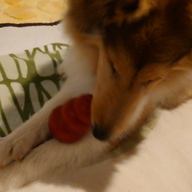 ラフコリー4ヶ月の画像