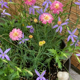 介護記録７８（夫婦の形）の画像