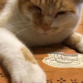 ごろにゃんの画像