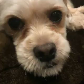 ルンルンのお天気予報の画像