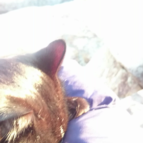 ごめん寝の画像