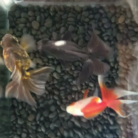 ♪癒し♪の画像