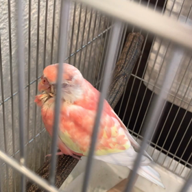 アキクサインコの歌の画像