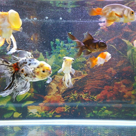 新入り頂天眼を幼稚園水槽へ。の画像