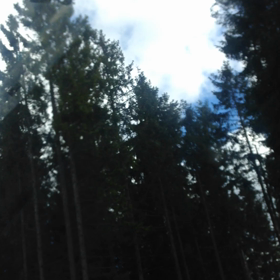 北欧の木、白樺❤️の画像