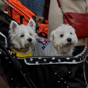 ロビンくんの画像