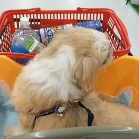 ☆ 初めてのお買物 ３ ☆ 〜 出水市パワーコメリ 〜の画像