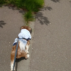 お散歩笑笑の画像