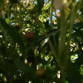 コスモスの画像