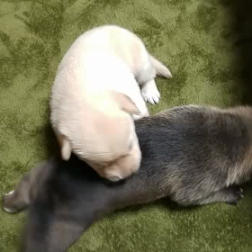 2016.11.03　眼が開くとの画像