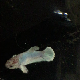 ベタの動画ブログ始めます。の画像