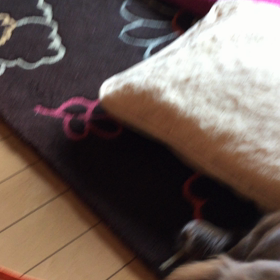 座って！待て！お手！見て！の画像